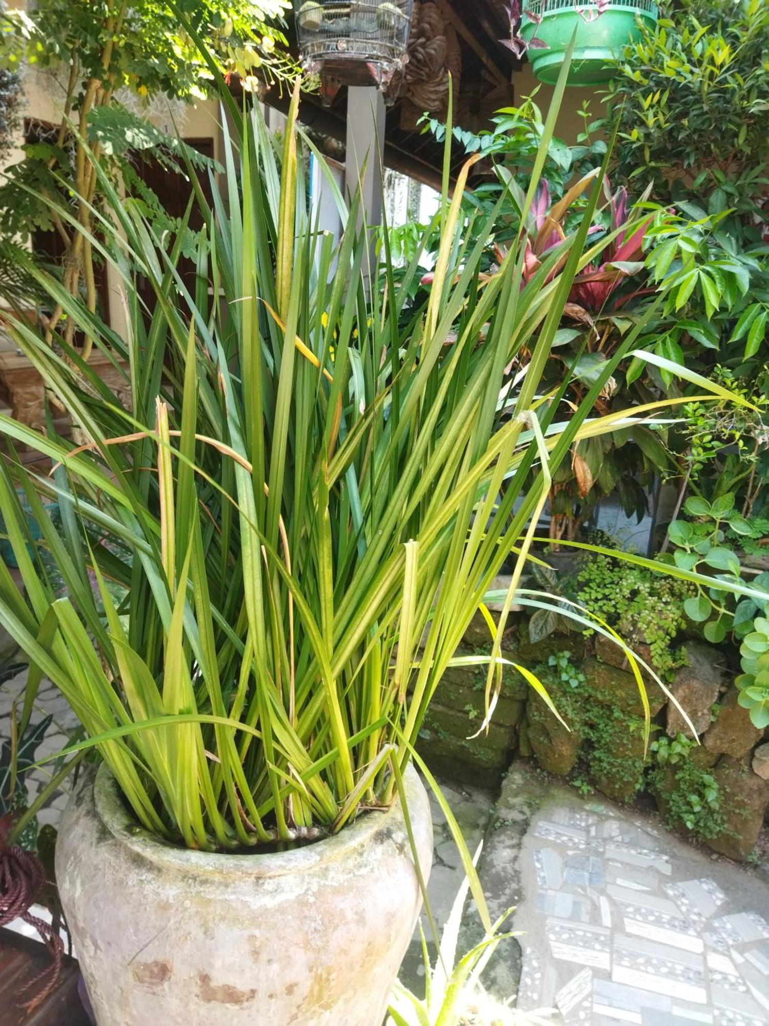 فندق Wahwik'S House أوبود المظهر الخارجي الصورة